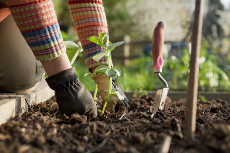 Water-Saving Tips For A Thirsty Garden
