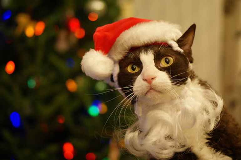 christmas pet