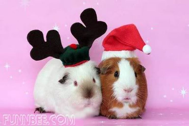 christmas pet