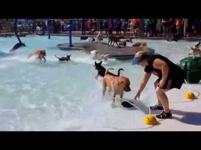Pool Party for Dogs