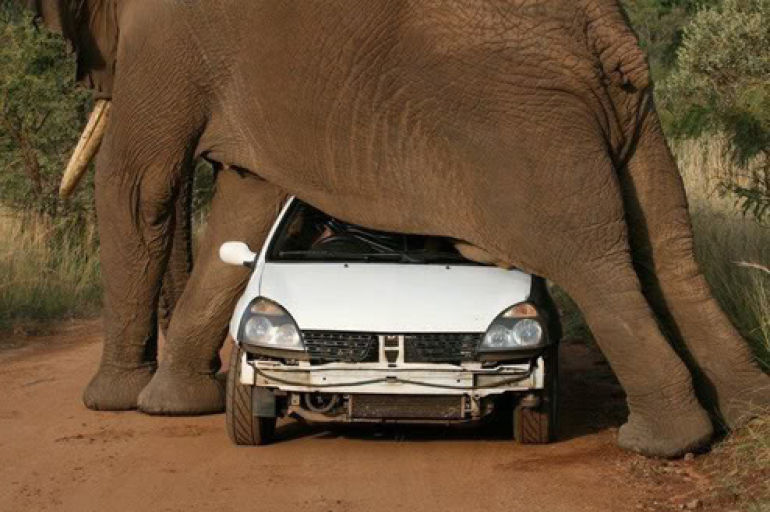 Planking in Africa