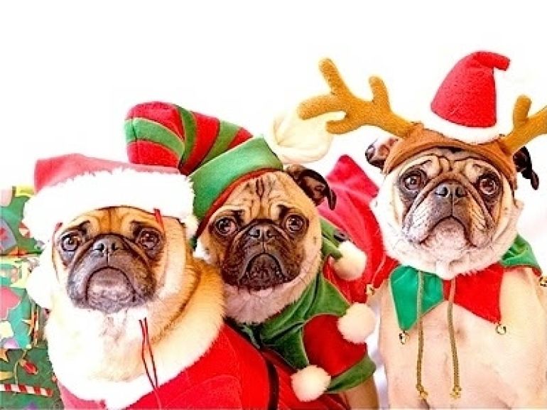 christmas pet