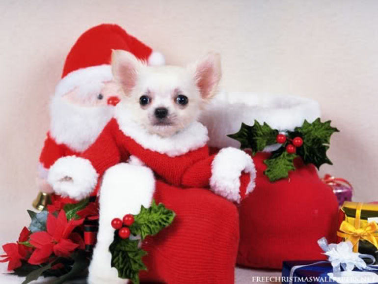 christmas pet