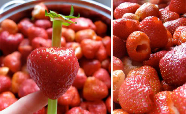 hulling strawberries is easy