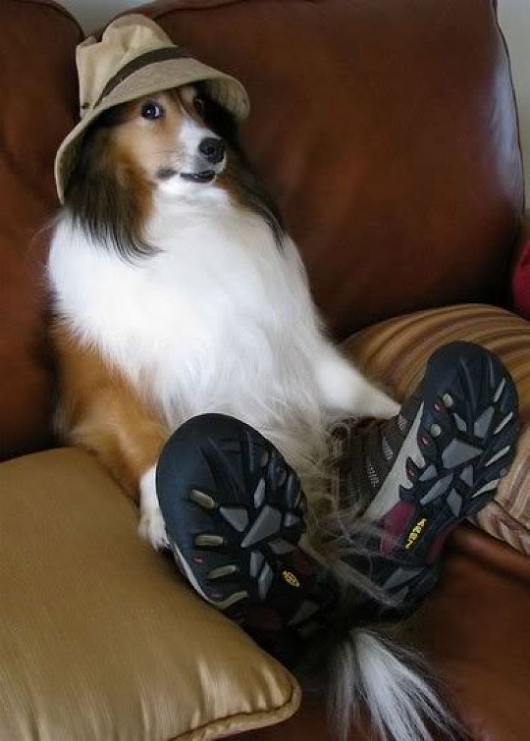 why dogs bite