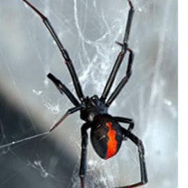 pest-and-termites-in-brisbane.jpg